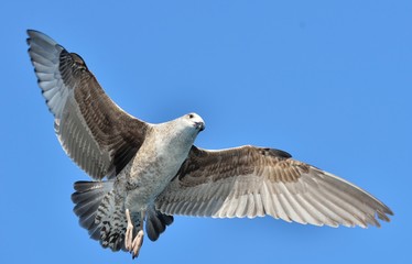 Flying  Juvenile Kelp gull (Larus dominicanus), also known as the Dominican gull and Black Backed Kelp Gull. Blue sky natural background.