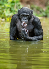 Bonobo in the water. Natural habitat. Green natural background. The Bonobo ( Pan paniscus), called the pygmy chimpanzee. Democratic Republic of Congo. Africa