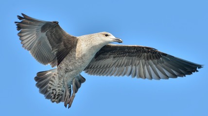 Flying  Juvenile Kelp gull (Larus dominicanus), also known as the Dominican gull and Black Backed Kelp Gull. Blue sky natural background.