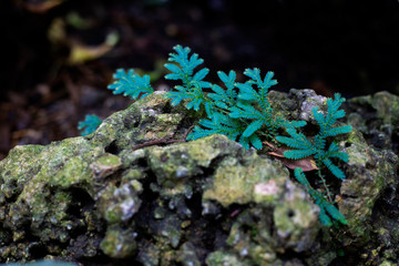 Closeup small plant on the rock with dark background. Small plants in tropical rain forest background.