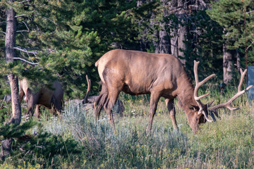 herd of grazing in field