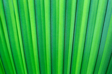 Green leaf texture background. Palm leaf pattern evergreen natural abstract background.