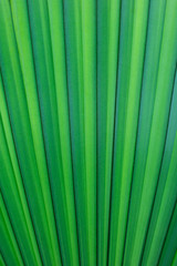 Green leaf texture background. Palm leaf pattern evergreen natural abstract background.