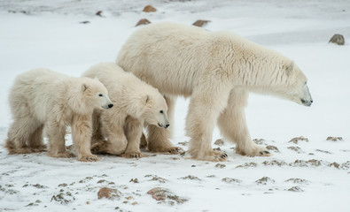 Polar she-bear with cubs. Polar bear mother (Ursus maritimus) with two cubs