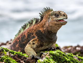 A male of Galapagos Marine Iguana resting on lava rocks (Amblyrhynchus cristatus). The marine iguana on the black stiffened lava.  Galapagos Islands - obrazy, fototapety, plakaty