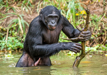 Naklejka premium Bonobo w wodzie z kijem. Bonobo (Pan paniscus), zwany szympansem karłowatym. Demokratyczna Republika Konga. Afryka
