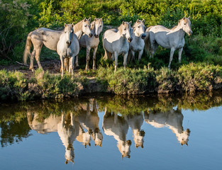 White Camargue Horses  in sunset light with reflection on the water. Dark green natural background