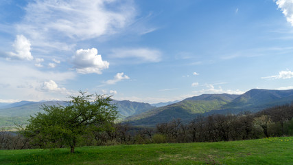 Image of a blooming tree on an alpine meadow.