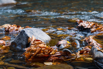 Yellow autumn leaves in the clear water of a mountain river.