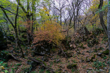 Autumn forest. Trees in the autumn forest.