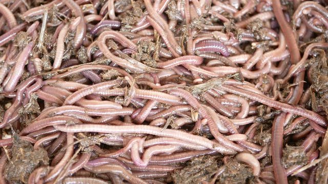 The Earthworm Is An Invertebrate, With A Torso. Found In Soil, Under Leaves Or Under Manure Is An Animal That Has 2 Sexes In The Same Body Have Both Reproductive And Non-sexual Reproduction.