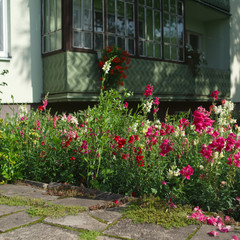 colorful plants in front of house
