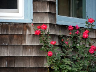 Fototapeta na wymiar Red roses blooming outside the window of a wooden house