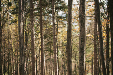 Mist and golden leaves in Beskydy mountains