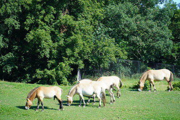 wild horses