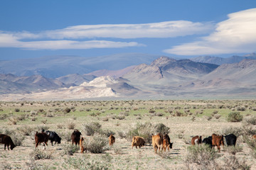 The landscape of the mongolian steppe