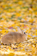 秋の公園にいる可愛いウサギと銀杏の落ち葉