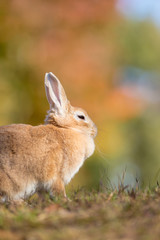 Fototapeta premium 秋の公園にいる可愛いウサギ