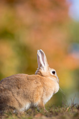 秋の公園にいる可愛いウサギ