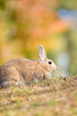 秋の公園にいる可愛いウサギ