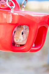 秋の公園にいる可愛いウサギと遊具