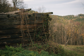 Mist and golden leaves in Beskydy mountains