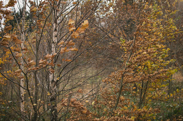 Mist and golden leaves in Beskydy mountains