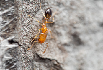 Macro Photo of Tiny Ant Running on The Wall