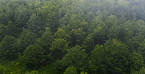 foggy fir forest background .