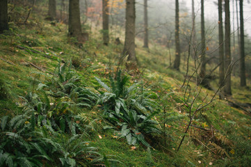 Mist and golden leaves in Beskydy mountains