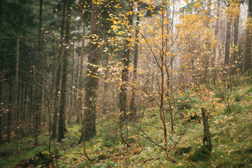 Mist and golden leaves in Beskydy mountains
