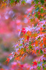 小石川後楽園の美しい紅葉