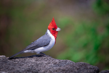 Cardinal