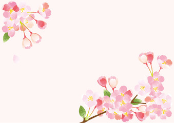 桜　背景イラスト