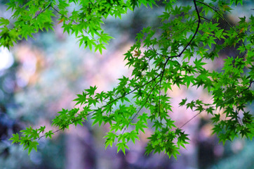 小石川後楽園の美しい紅葉