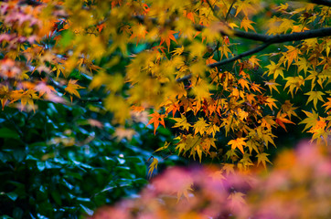 小石川後楽園の美しい紅葉