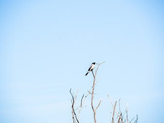 Young Kookaburra