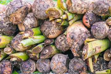 Banana suckers under the ground is a big rhizome called the corm prepare for planting tree.