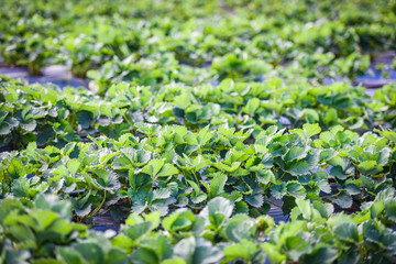 Strawberry field with green leaf in the garden - plant tree strawberries growing in farm agriculture