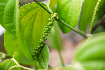 Peppercorns plant and leaves (Kumily, Kerala, India) - Fresh green pepper on tree in nature , Piper nigrum Linn