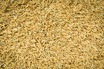 Close up pile of raw paddy rice seed grain - Rice texture background , top view