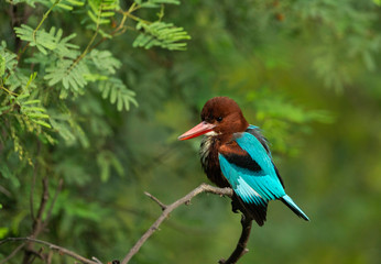 White throated kingfisher, Halcyon smyrnensis, Keoladeo National Park, Bharatpur, Rajasthan, India