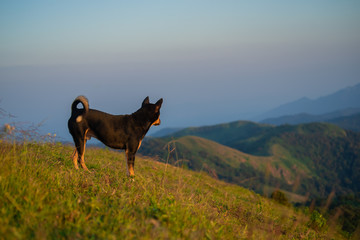 dog in the mountains