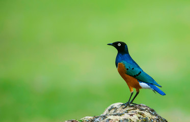 Superb starling, Lamprotornis superbus, Masai Mara, Africa
