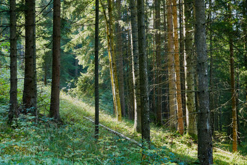 Fototapeta premium Landscape with green pine forest on slope