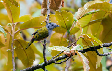 Fototapeta premium Black headed shrike babbler, female, Pteruthius rufiventer, Mishmi Hills, India