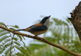 Black headed shrike babbler, male, Pteruthius rufiventer, Mishmi Hills, India