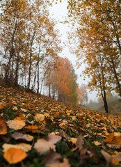 Golden autumn landscape of foggy morning in the Arboretum.turkey
