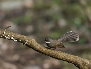 White browed fantail, White browed fantail, Sattal, Nainital district, Uttarakhand, India