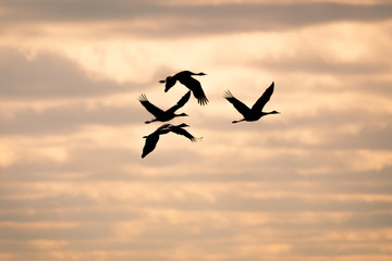 Fototapeta na wymiar flock of birds flying in the sunset 